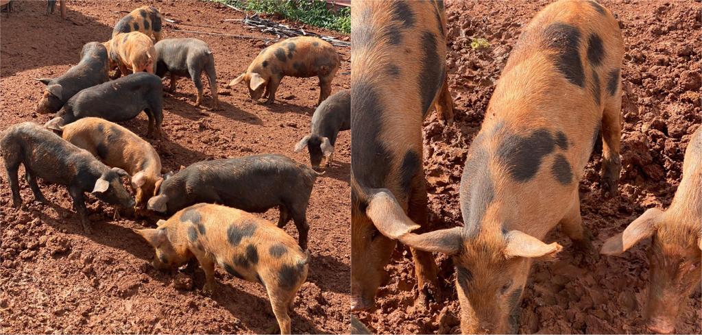 Le cochon créole, star des tables de noël